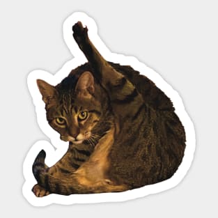 tabby cat funny meme cleaning his butt Sticker